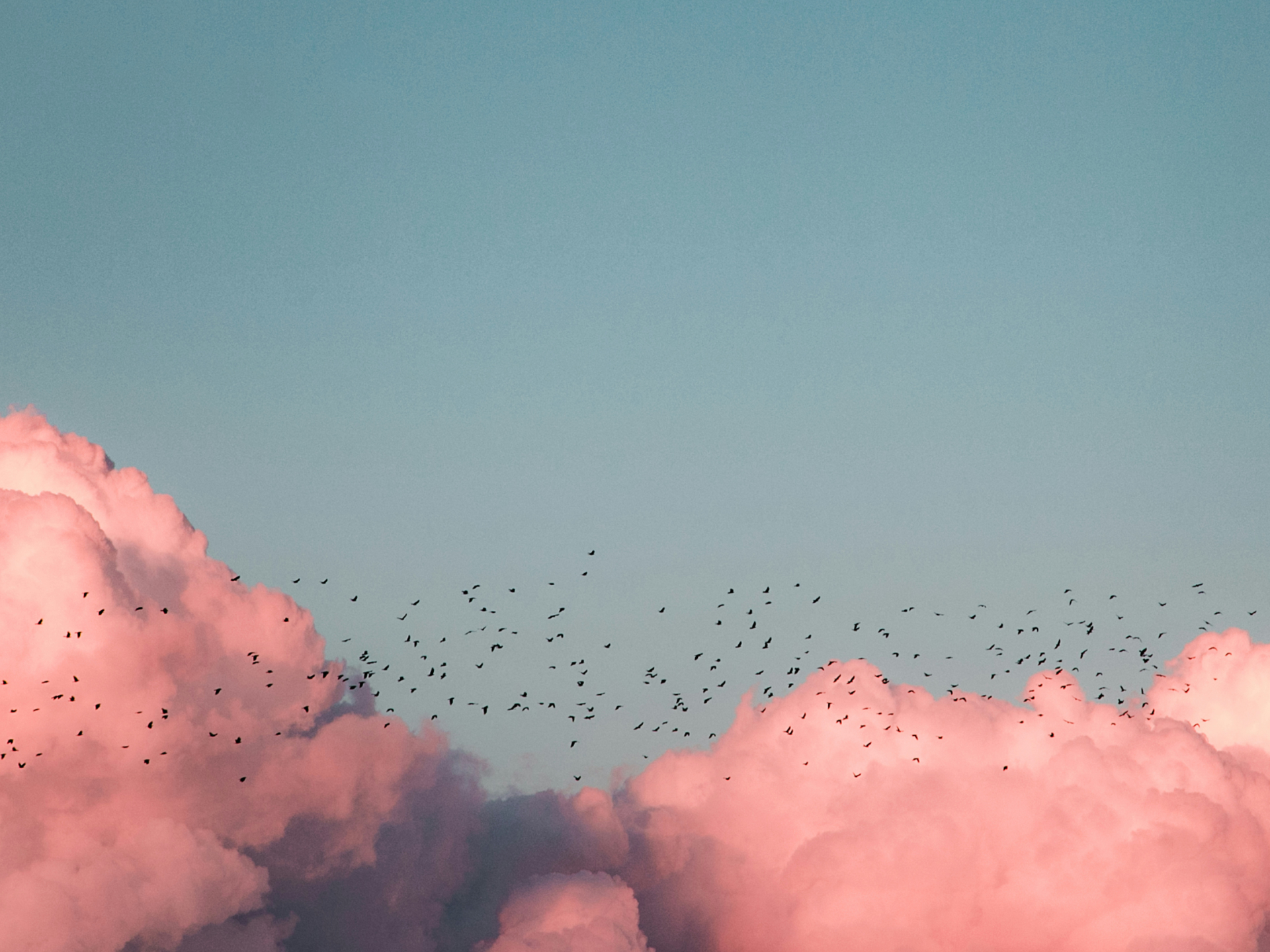 Birds flying near clouds. Photo by Kenrick Mills on Unsplash.