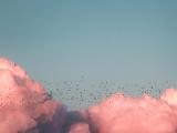 Birds flying near clouds. Photo by Kenrick Mills on Unsplash.